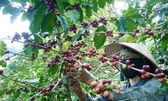 Video: Báo động nạn hái trộm cà phê ở Lâm Đồng