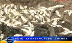 Video: Tiêu hủy 1,4 tấn cá lóc có độc tố tự nhiên