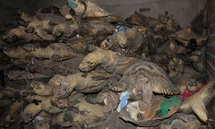 Thảm sát rùa biển: Tội ác bao giờ chấm dứt?