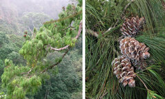 Phát hiện loài thông mới ở Việt Nam cả thế giới chưa biết