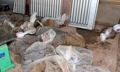 Động vật quý hiếm nằm  "chờ chết " trong nhà kho hải quan