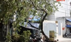 Video: Container tông đổ cây, đè lên nhà dân rồi tháo chạy