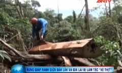 Video: Rừng giáp ranh Đắk Lắk-Gia Lai bị lâm tặc “xẻ thịt”