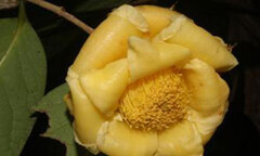 Phát hiện bốn loài hoa trà mới ở Việt Nam