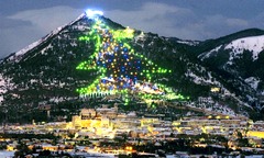 Những cây thông Giáng sinh giữ kỷ lục thế giới