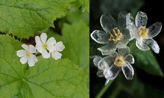 Ngắm loài hoa biến thành trong suốt khi trời mưa