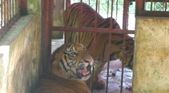 Hai con hổ lớn bất tỉnh bị vứt xuống đường nay ra sao?