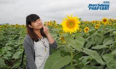 Video: Dân tình đổ xô chụp ảnh ở cánh đồng hướng dương