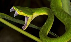 Video: Nhiễu loạn thông tin về sự hoành hoành của rắn lục đuôi đỏ