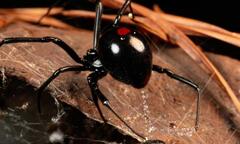  "Góa phụ đen " và sở thích  "xơi " bạn tình sau khi giao phối