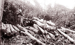 Rừng bị chặt phá, các ngành chức năng vẫn không hay biết 