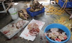 Phát hiện lò mổ động vật hoang dã quy mô giữa lòng thủ đô 