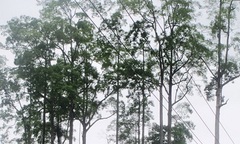 Quần thể Chò Chỉ gần 600 năm được công nhận Cây Di sản Việt Nam