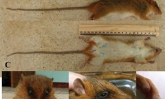 Phát hiện một loài chuột rừng mới cho khoa học ở Việt Nam