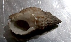 Ăn ốc lạ, bé 6 tuổi tử vong, 3 người lớn nhập viện