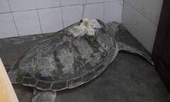 Một ngư dân bắt được cụ rùa lạ có bộ định vị vệ tinh 