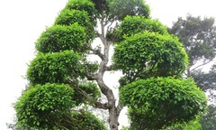 Hai cây cổ thụ tại Khu mộ cụ Nguyễn Sinh Sắc là cây Di sản Việt Nam