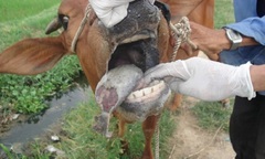 Miền núi Thanh Hóa xuất hiện dịch lở mồm long móng ở trâu bò