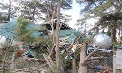 Thông cổ thụ bật gốc đè sập căngtin bệnh viện, 4 người bị thương
