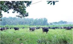 Thanh Hóa: Gần 3000 nghìn ha đất làm vùng nguyên liệu chế biến sữa