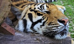 Say rượu, mò vào vườn thú ôm … hổ