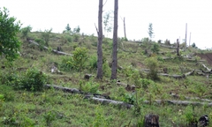 Video:  Đình chỉ một loạt cán bộ để mất rừng ở Đắk Nông