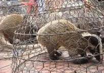  Xử phạt nhà hàng buôn bán động vật hoang dã trái phép tại Hà Tĩnh