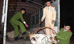 Khởi tố đối tượng vận chuyển cá thể hổ nặng 120kg