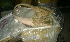 Bắt giữ xe khách chở 500kg nội tạng bốc mùi tại Nghệ An