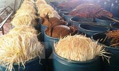 Đình chỉ hoạt động cơ sở làm giá đỗ bằng hóa chất