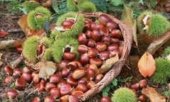 Cách chọn hạt dẻ Trùng Khánh thơm ngon