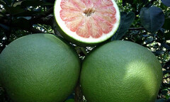 4 kinh nghiệm chọn bưởi da xanh ngon miễn chê