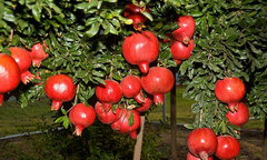 Mách bạn 4 kinh nghiệm chọn lựu ta ngon chuẩn nhất