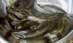 Chia sẻ 4 cách làm sạch cá chạch đơn giản nhất cho bạn