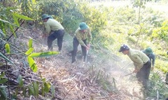 5 năm góp sức giữ màu xanh cho rừng 