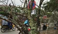 Đào rừng “xuống phố” giá vài chục triệu đồng/cành