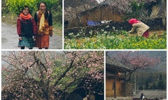 Cận cảnh mận đào Hà Giang 