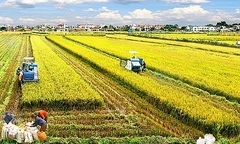 Thêm nhiều đối tượng được miễn thuế sử dụng đất nông nghiệp