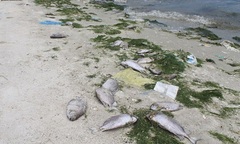 Xử phạt công ty xả thải khiến thủy sản chết hàng loạt ở Khánh Hòa