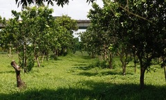 Chiêm ngưỡng trang trại sinh thái Đông Dư