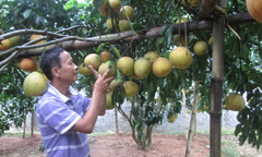 Không cần chăm sóc nhiều, nông dân vẫn thu tiền tỷ mỗi năm nhờ bưởi da xanh