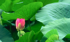 Cao lá sen – Bước đột phá của y học trong điều trị rối loạn lipid máu