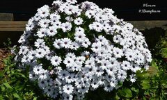 Ngắm đã mắt với những thảm hoa cúc rực rỡ của cô gái Việt ở Australia