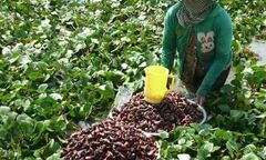 Trồng củ ấu trên đất lúa nông dân thu nhập vài chục triệu đồng