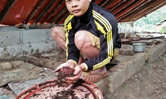 Tốt nghiệp đại học về quê nuôi giun kiếm tiền tỷ mỗi năm 