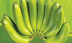 Những chàng trai từ bỏ cơ hội ở  "trời tây " về Việt Nam làm giàu bằng nông nghiệp