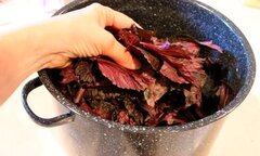 Trị rôm sảy, mẩn ngứa cho trẻ bằng lá tía tô