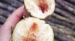 Chất cực độc trong mía bị rượu: Ăn vào có thể tử vong