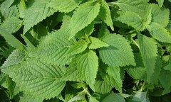 Chữa rôm sảy, mẩn ngứa cho trẻ bằng 4 loại lá quen thuộc