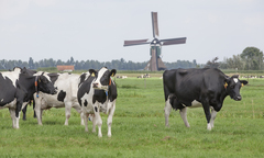 Bác sĩ mách cách chọn sữa dễ tiêu hóa cho trẻ hay đầy bụng, táo bón